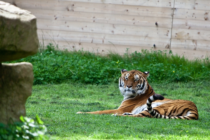 IMG_7113.jpg - tigre