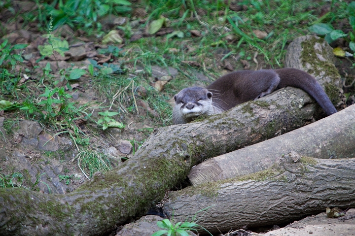 IMG_7131.jpg - Loutre cendrée