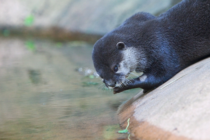 IMG_7144.jpg - Loutre cendrée