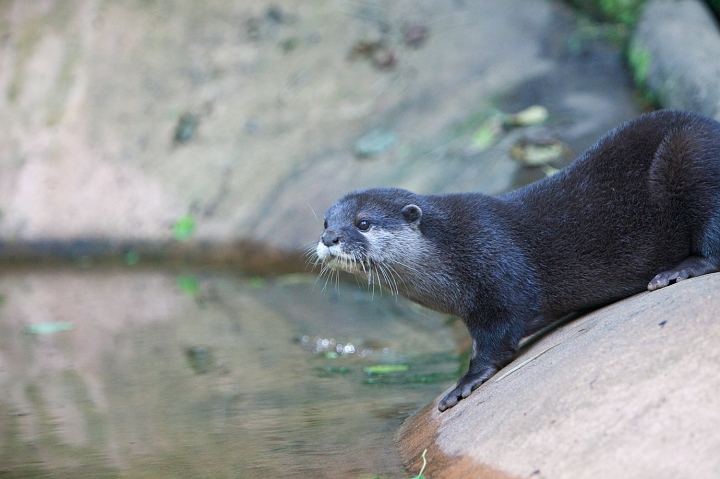 IMG_7148.jpg - Loutre cendrée