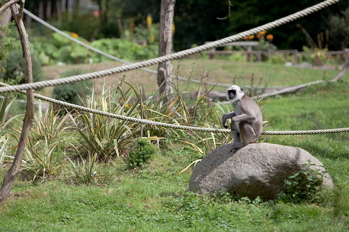IMG_7155.jpg - Entelle de l'Inde