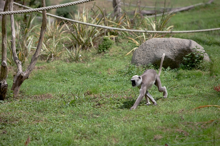 IMG_7157.jpg - Entelle de l'Inde