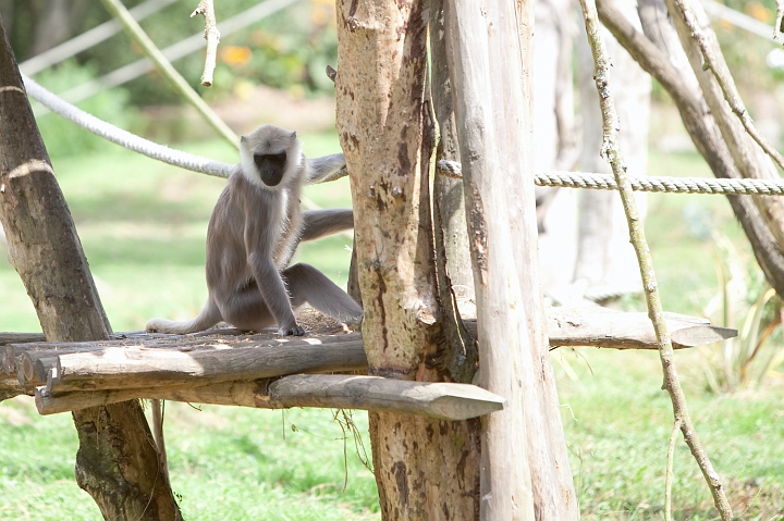 IMG_7162.jpg - Entelle de l'Inde