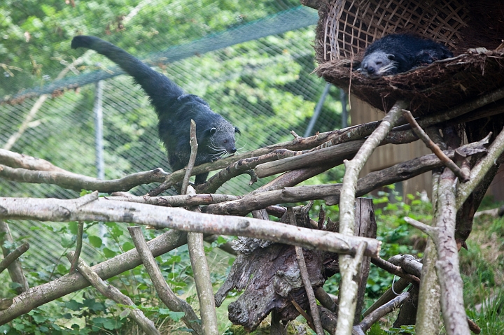 IMG_7173.jpg - Binturong