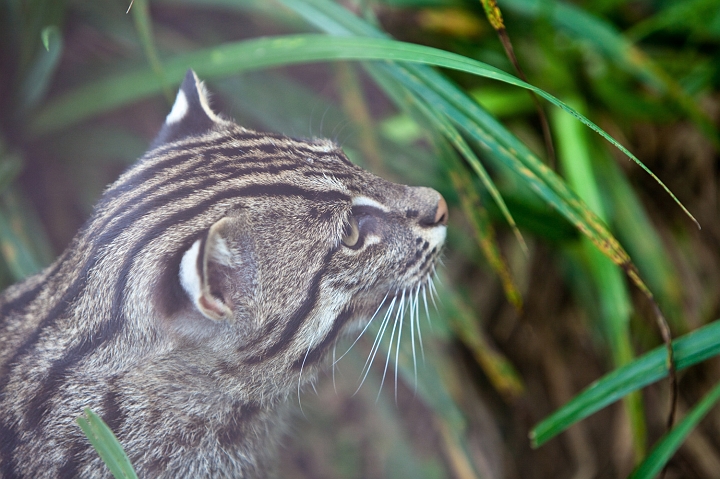 IMG_7180.jpg - Chat Pecheur