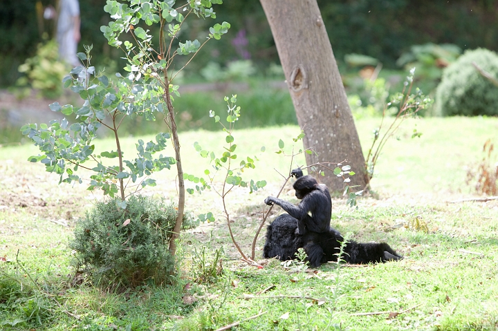 IMG_7187.jpg - Gibbon à joue blanche