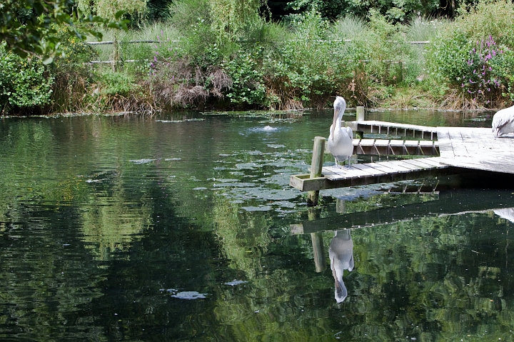 IMG_7199.jpg - Pélican frisé