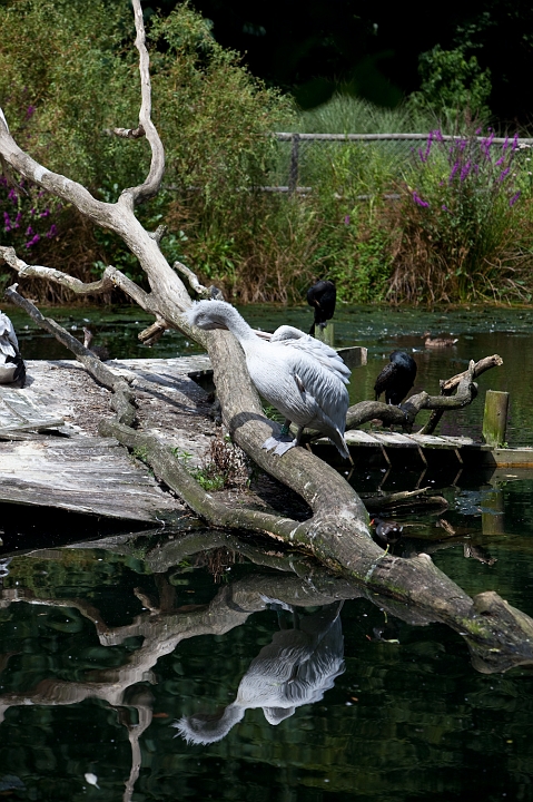 IMG_7205.jpg - Pélican frisé et cormoran derrière