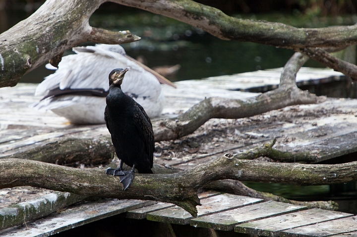 IMG_7212.jpg - Grand Cormoran