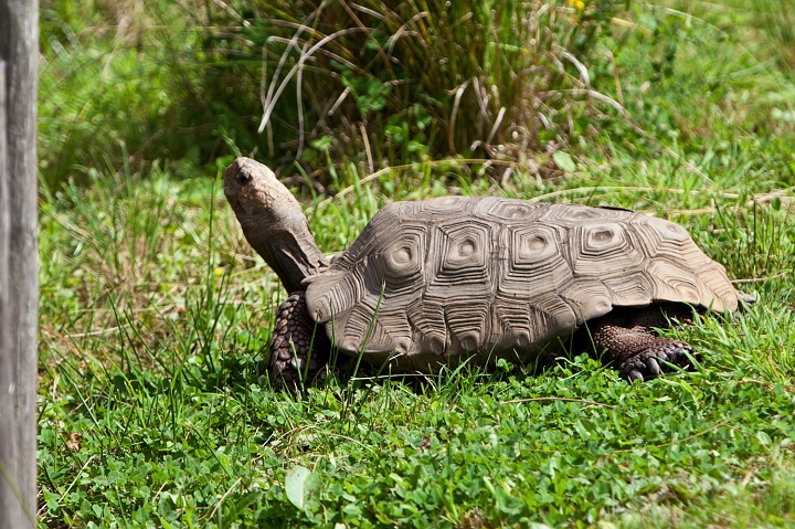 IMG_7220.jpg - Tortue (ou brune ou à tête jaune)