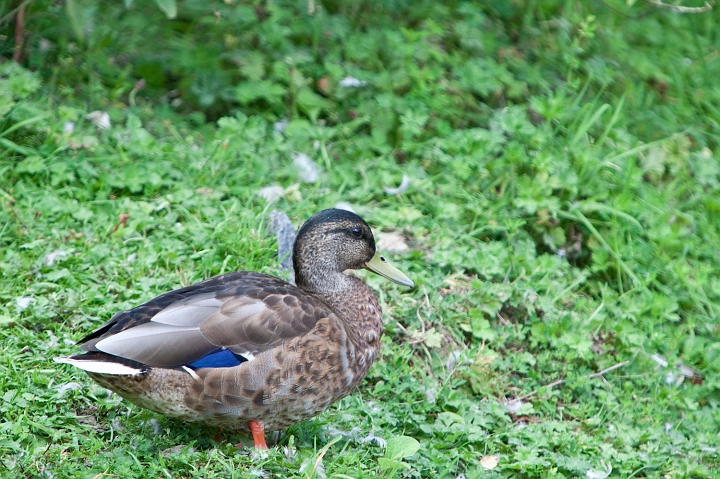 IMG_7227.jpg - visiteur :)