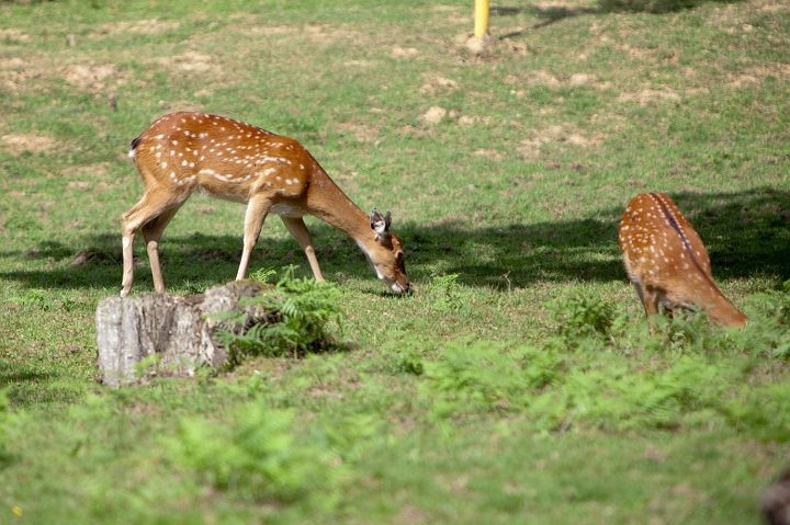 IMG_7291.jpg - cerf du vietnam