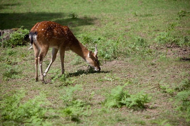 IMG_7306.jpg - cerf du vietnam
