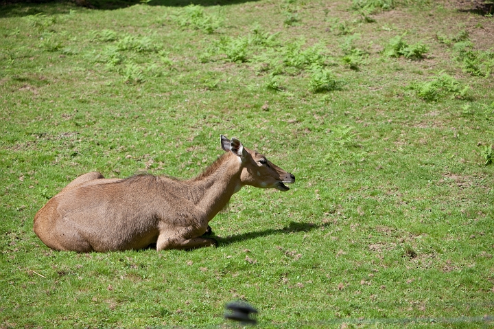 IMG_7317.jpg - Antilope cervicapre