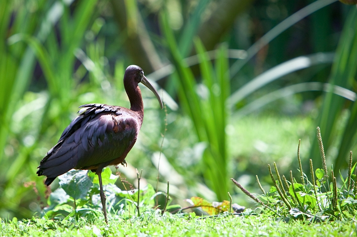 IMG_7329.jpg - Ibis Falcinelle