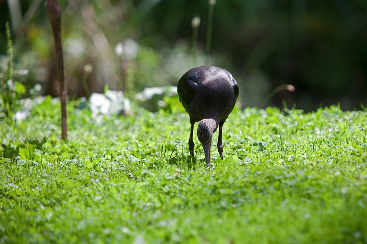 IMG_7331.jpg - Ibis Falcinelle
