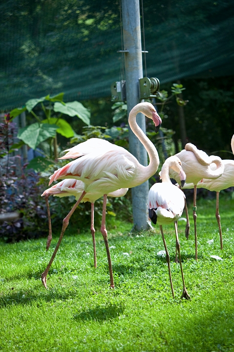 IMG_7340.jpg - Flamant rose