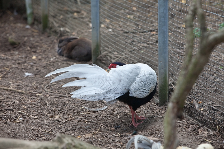 IMG_7380.jpg - poule ...