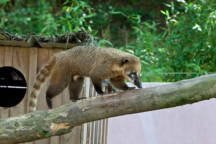 IMG_7399.jpg - Coati à queue Annelée