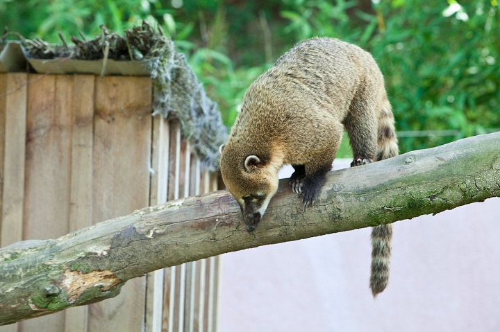 IMG_7400.jpg - Coati à queue Annelée