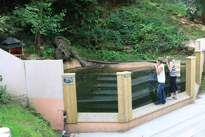 IMG_2794.JPG - Loutres cendrées