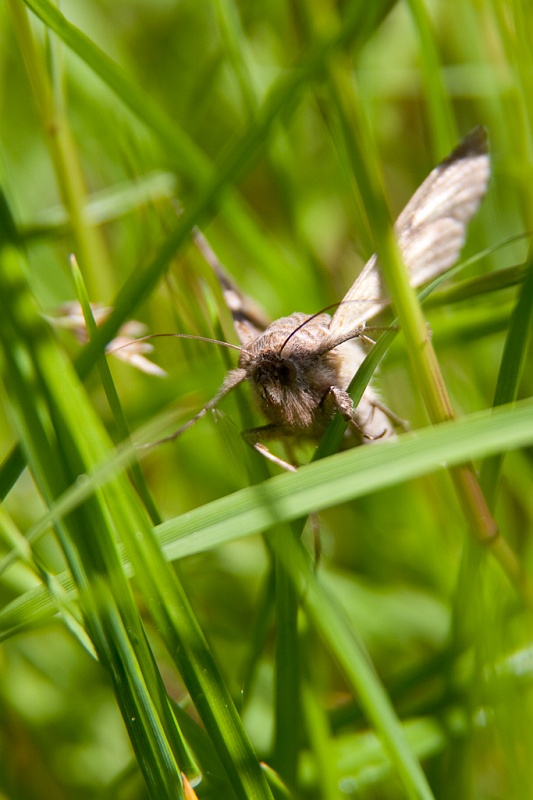 IMG_4377.jpg - Un papillon de nuit, il me faut parfois 1 heure ou 2 pour mettre un nom sur un animal, j'ai des livres sur les insectes, les papillons(qui en sont aussi), les oiseaux mais rien sur les papillons de nuit, juste quelques uns et il y en a des quantités inimaginables. donc c'est un papillon de nuit. voilà :)