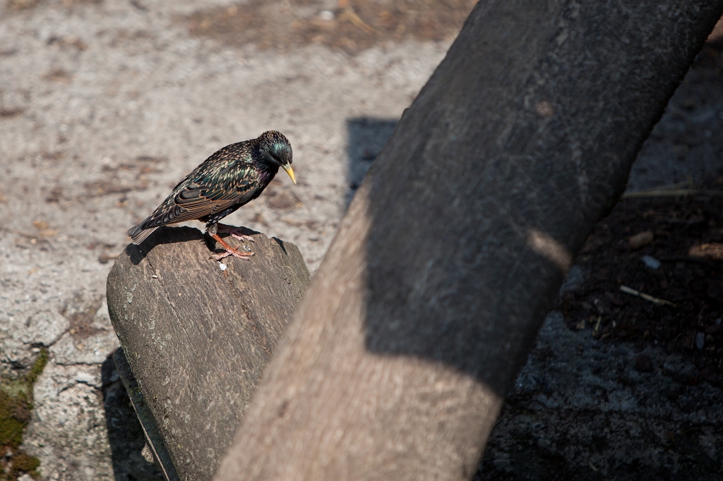 IMG_3791.jpg - etourneau sansonnet