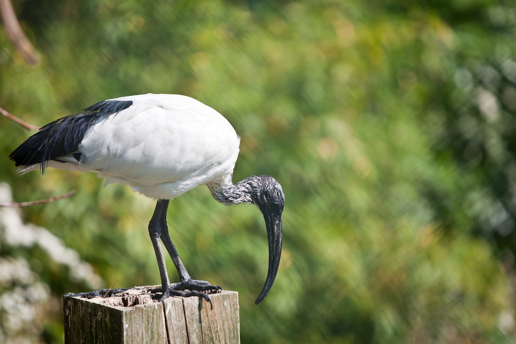 IMG_3808.jpg - Ibis sacré