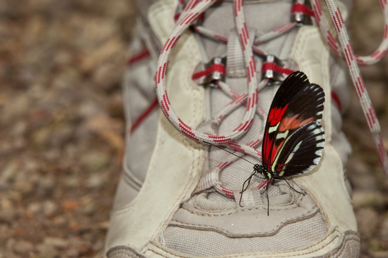 IMG_0061.jpg - Héliconius