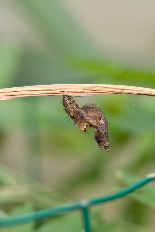 IMG_0062.jpg - Chrysalide