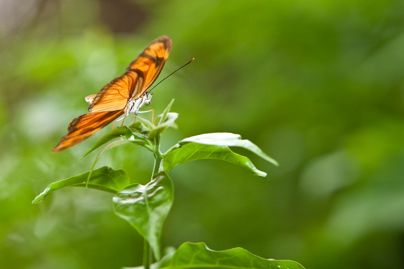 IMG_0094.jpg - Dryas julia