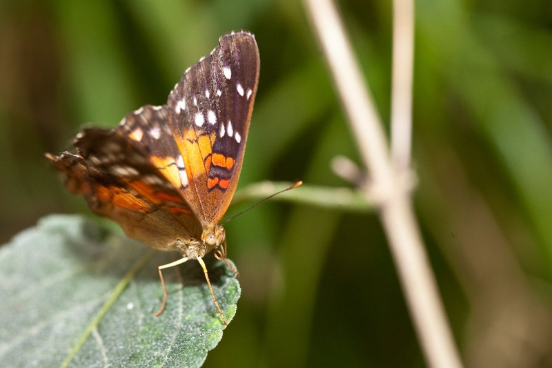 IMG_0116.jpg - pas trouvé