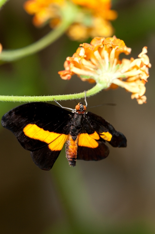 IMG_0142.jpg - Catonephele Numilia (Amérique)