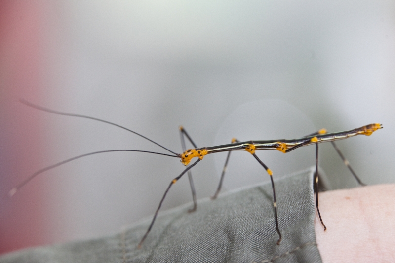 IMG_9943.jpg - Oreophoetes peruana, phasme des fougères