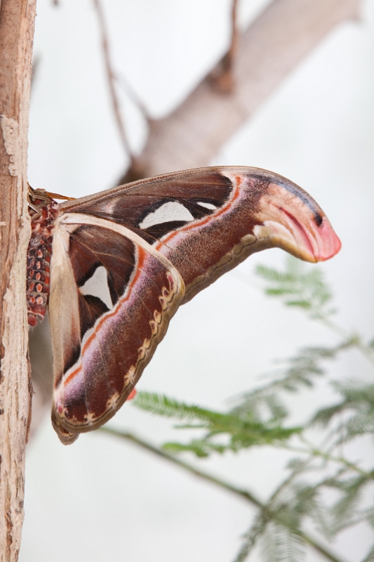 IMG_9968.jpg - Attacus Atlas