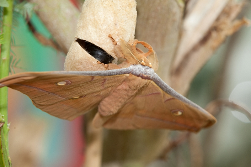 IMG_9973.jpg - papillon de nuit (remarquez les antennes)
