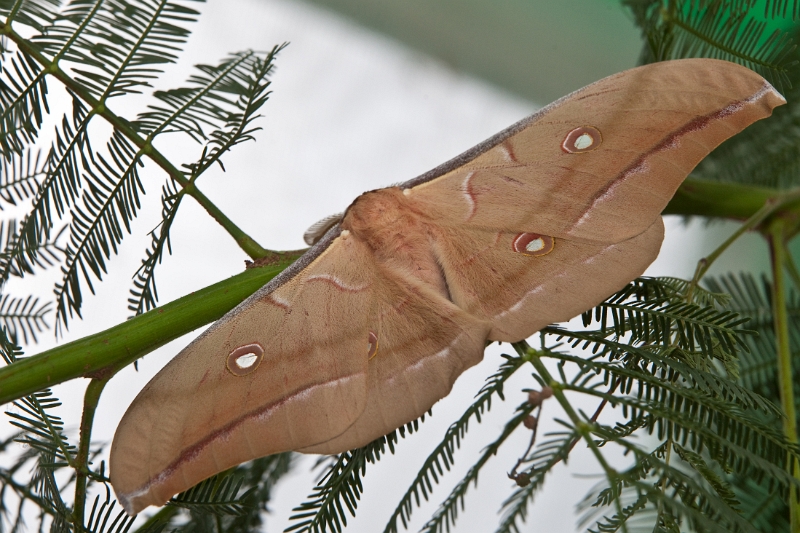 IMG_9977.jpg - papillon de nuit
