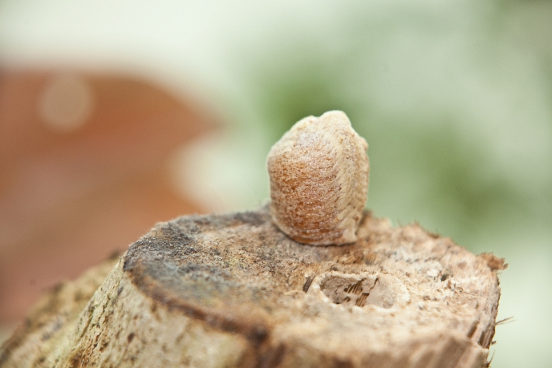 IMG_9980.jpg - oeuf de mante