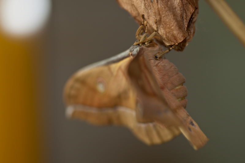 IMG_8814.jpg - Papillon de nuit