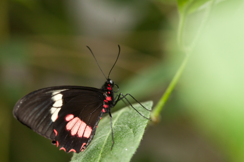 IMG_8822.jpg - Paride photinus papillonidae