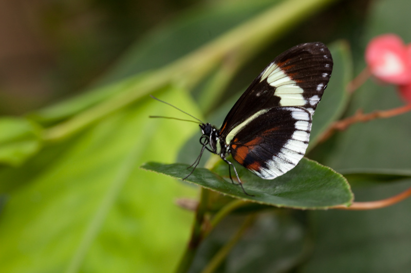 IMG_8836.jpg - hypolimnas misippus