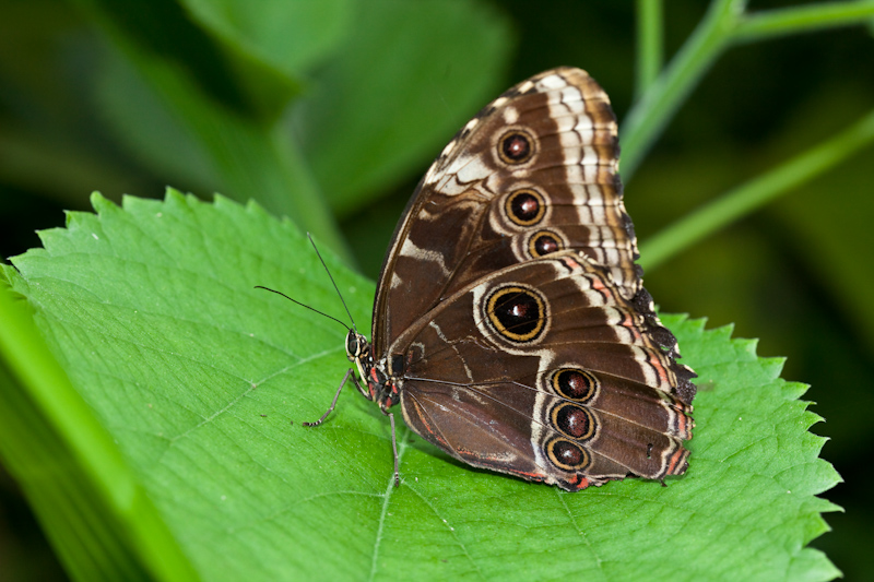 IMG_8857.jpg - Morpho peleides