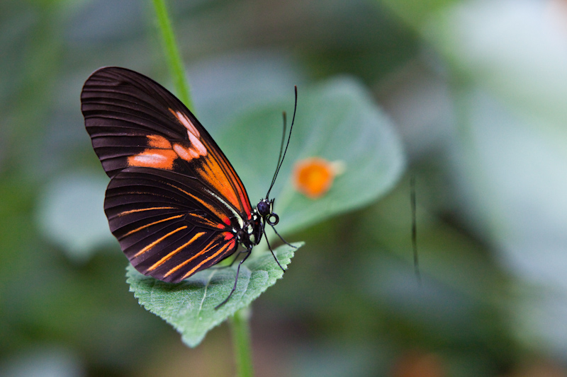 IMG_8887.jpg - hypolimnas misippus