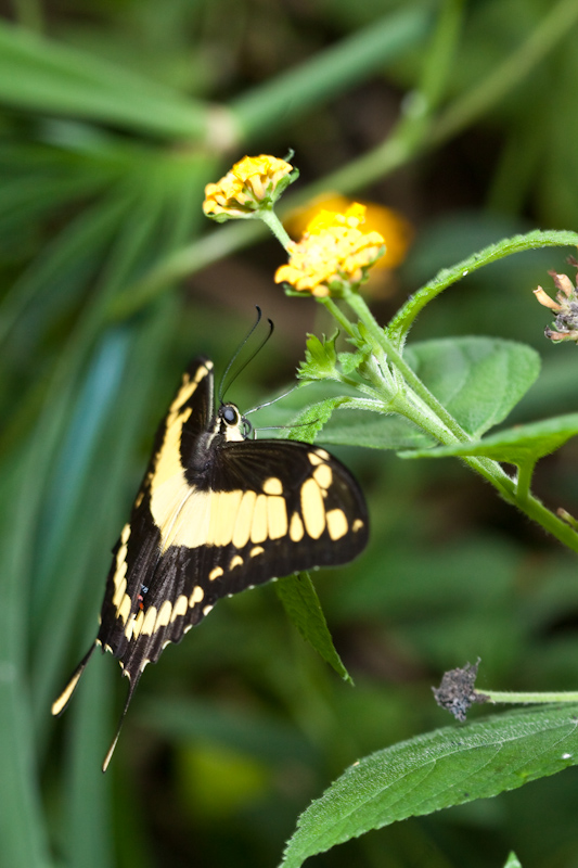IMG_8905.jpg - philaethria dido heliconiidae