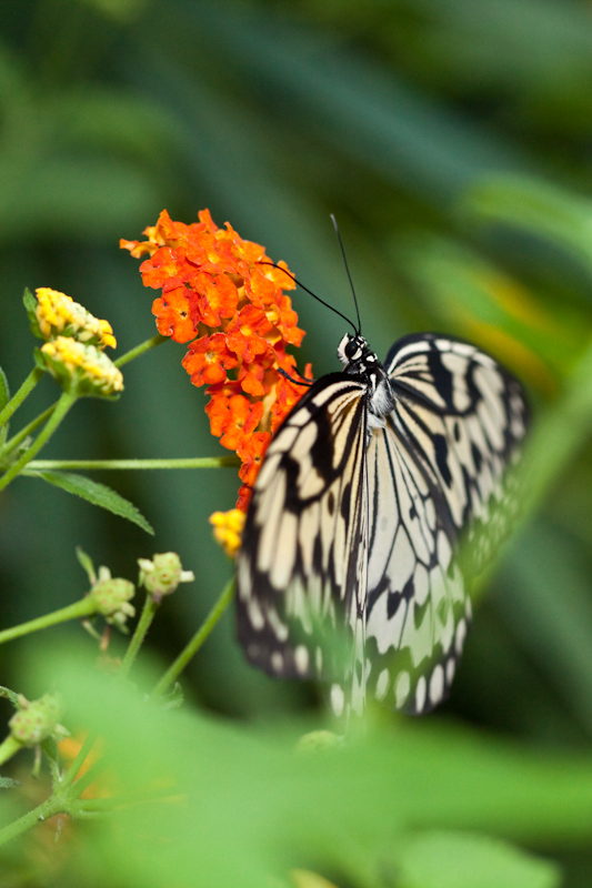 IMG_8921.jpg - idea leuconoe gardita  danaïde