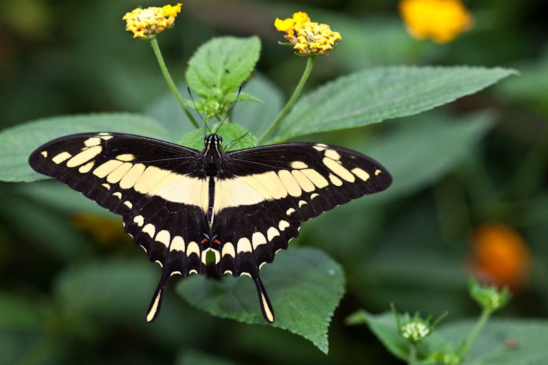 IMG_8923.jpg - philaethria dido heliconiidae
