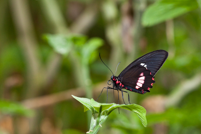 IMG_8965.jpg - Paride photinus papillonidae