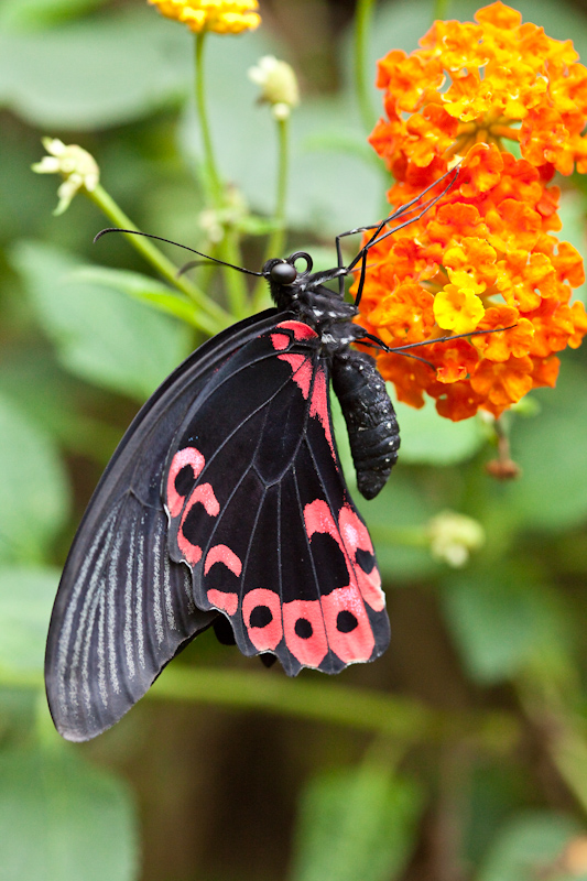 IMG_9011.jpg - Paride photinus papillonidae