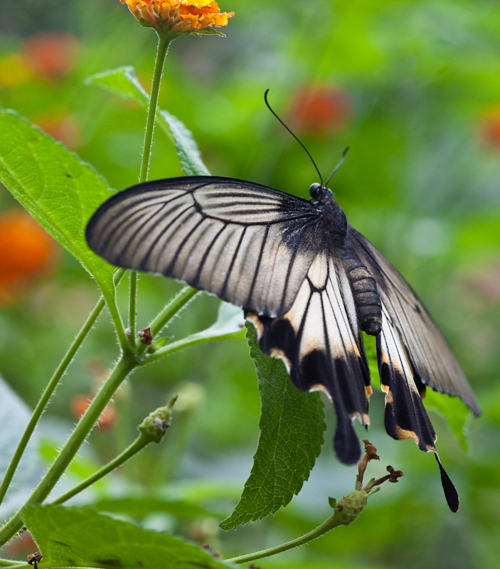 IMG_9034.jpg - papilio iowi