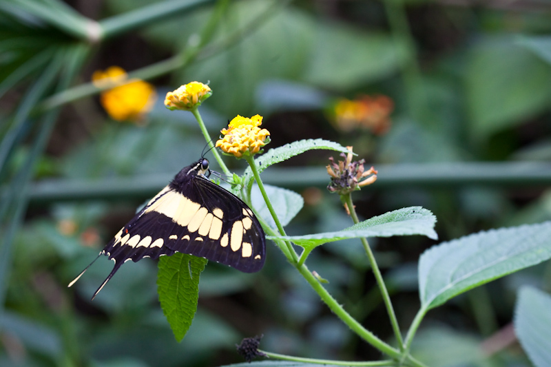 IMG_9055.jpg - philaethria dido heliconiidae